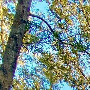 Playground/Tree Grove